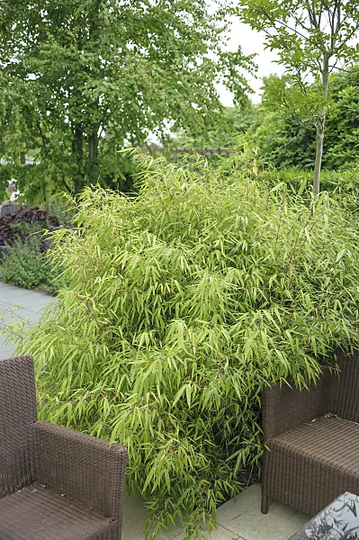 558104 - Umbrella bamboo (Fargesia murieliae 'Simba' syn. Thamnocalamus spathaceus 'Simba')