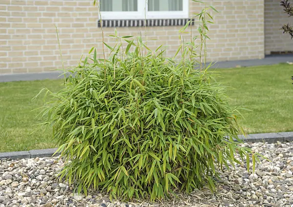558105 - Umbrella bamboo (Fargesia murieliae 'Simba' syn. Thamnocalamus spathaceus 'Simba')