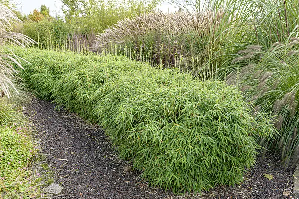 607048 - Umbrella bamboo (Fargesia murieliae 'Simba' syn. Thamnocalamus spathaceus 'Simba')