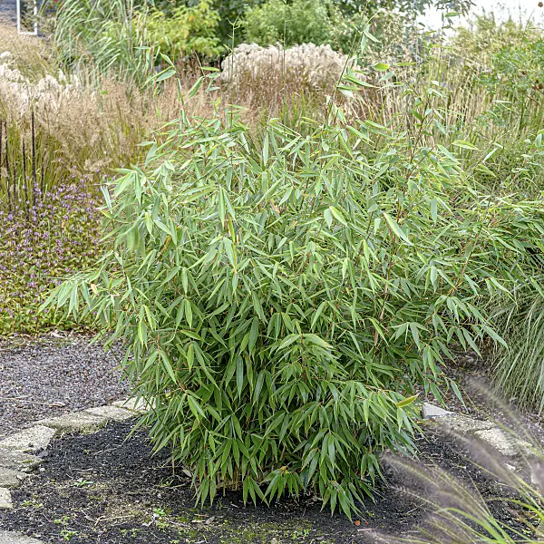 607051 - Umbrella bamboo (Fargesia robusta 'Campbell')