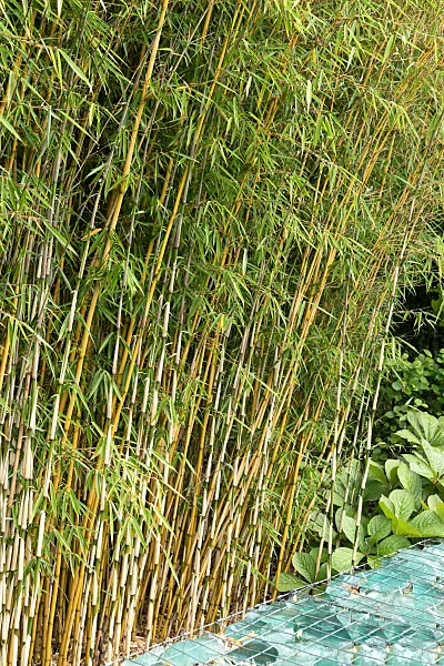 664147 - Umbrella bamboo (Fargesia robusta 'Campbell')