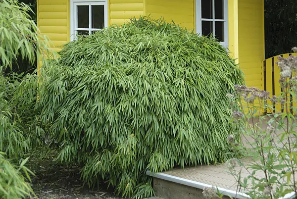 526096 - Umbrella bamboo (Fargesia rufa)