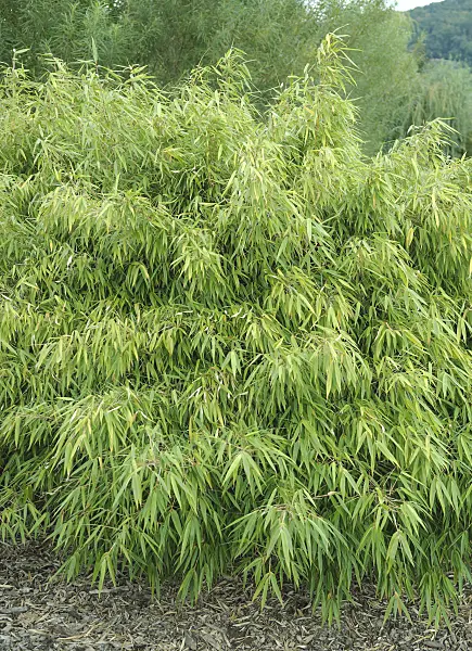 535274 - Umbrella bamboo (Fargesia rufa)
