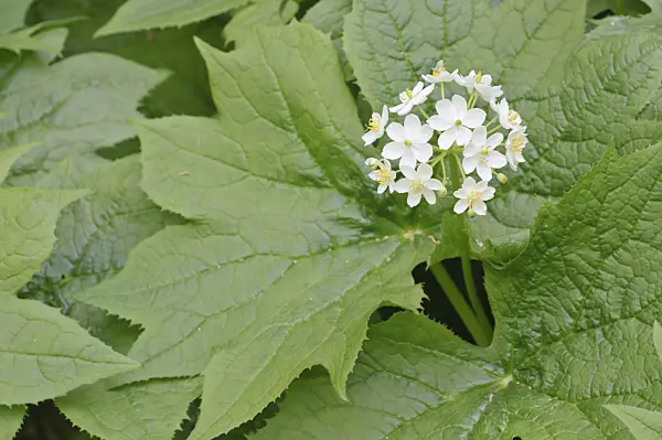 472002 - Umbrella leaf (Diphylleia cymosa)