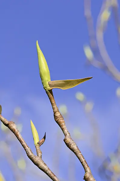 519137 - Umbrella magnolia (Magnolia tripetala)