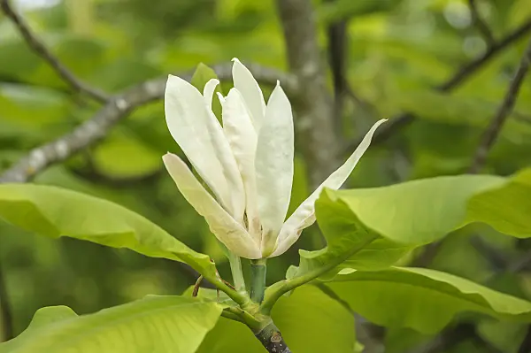 535292 - Umbrella magnolia (Magnolia tripetala)