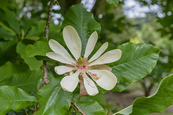 593131 - Umbrella magnolia (Magnolia tripetala)