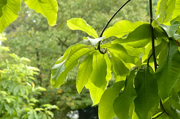593132 - Umbrella magnolia (Magnolia tripetala)