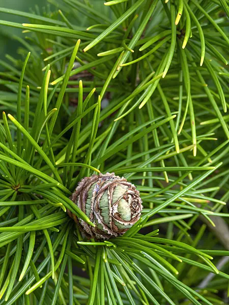 438262 - Umbrella pine (Sciadopitys verticillata)