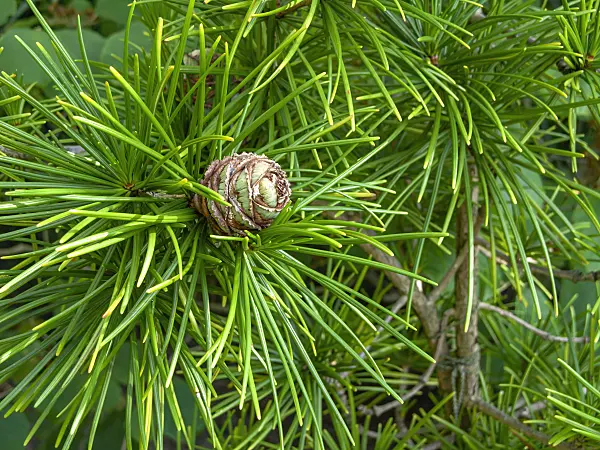 438263 - Umbrella pine (Sciadopitys verticillata)