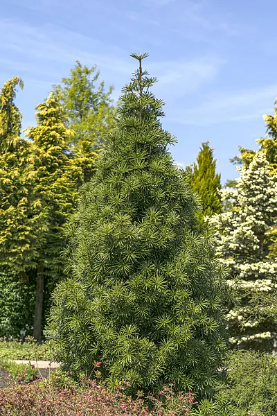 625374 - Umbrella pine (Sciadopitys verticillata 'Sternschnuppe')
