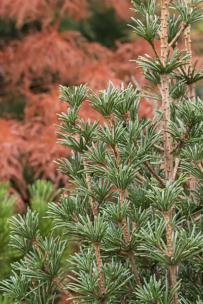 625377 - Umbrella pine (Sciadopitys verticillata 'Sternschnuppe')