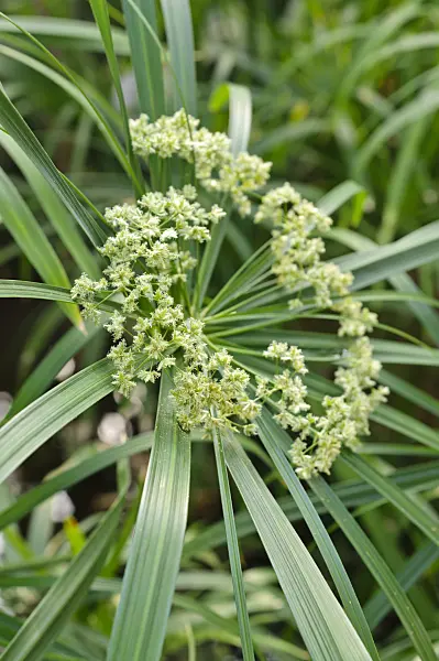 471081 - Umbrella plant (Cyperus alternifolius)