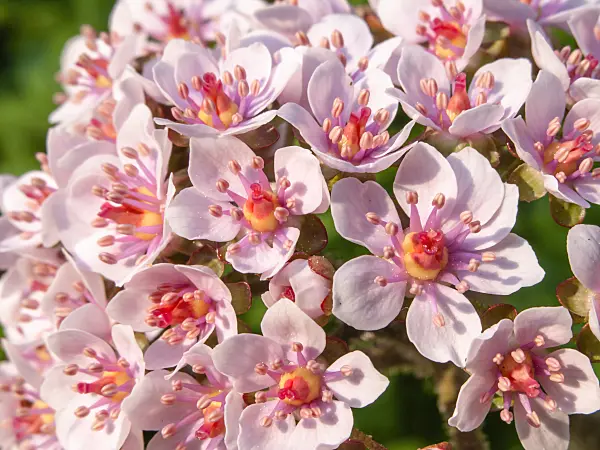 437165 - Umbrella plant (Darmera peltata syn. Peltiphyllum peltatum)
