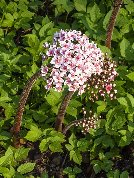 437166 - Umbrella plant (Darmera peltata syn. Peltiphyllum peltatum)