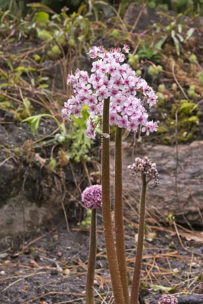570037 - Umbrella plant (Darmera peltata syn. Peltiphyllum peltatum)