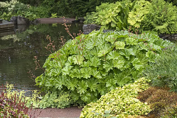 651209 - Umbrella plant (Darmera peltata syn. Peltiphyllum peltatum)