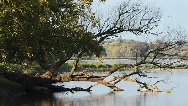501153 - Umgestürzter Baum in einer Auenlandschaft, Naturschutzgebiet Oderwiesen, Frankfurt an der Oder, Deutschland