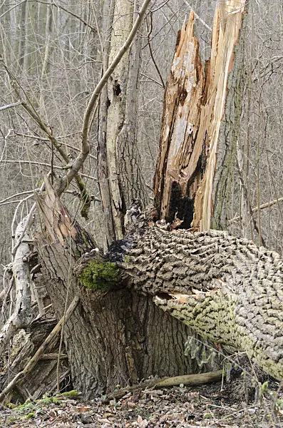 527051 - Umgestürzter Baum, Nationalpark Unteres Odertal, Deutschland