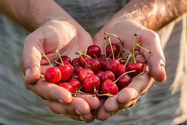667034 - Un homme tient des cerises rouges fraîches dans ses mains