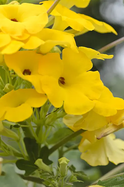549154 - Uncarina decaryi