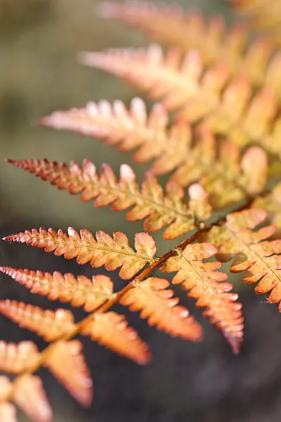 472057 - Uniformed male fern (Dryopteris uniformis)
