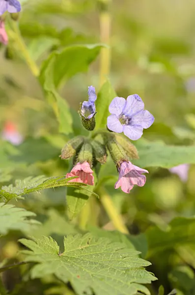 507159 - Unspotted lungwort (Pulmonaria obscura)