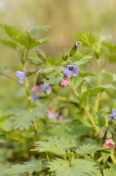 507160 - Unspotted lungwort (Pulmonaria obscura)