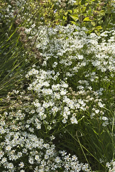 511121 - Upland white aster (Solidago ptarmicoides syn. Aster ptarmicoides)