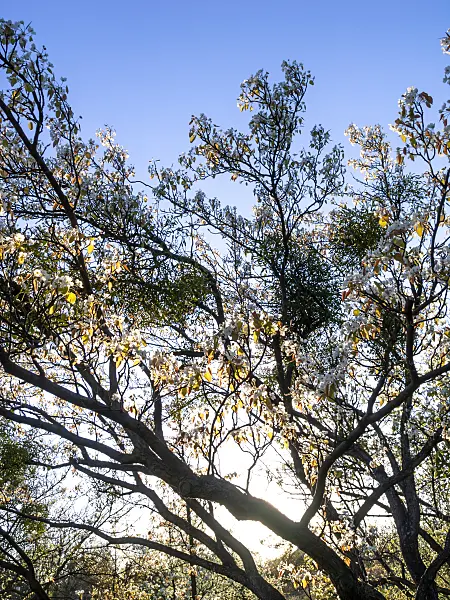 424135 - Ussurian pear (Pyrus ussuriensis)