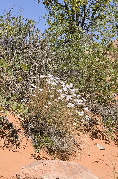 508275 - Utah fleabane (Erigeron utahensis)