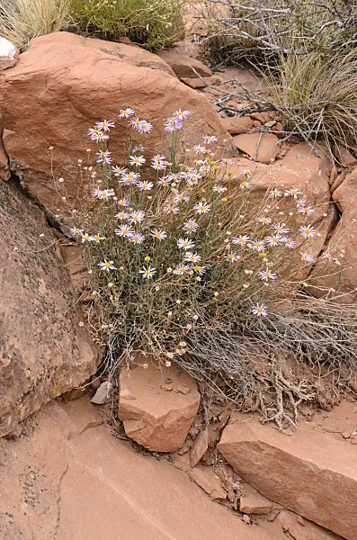 508295 - Utah fleabane (Erigeron utahensis)