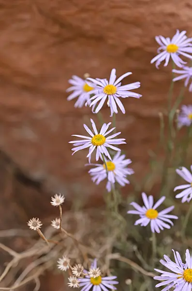 508296 - Utah fleabane (Erigeron utahensis)