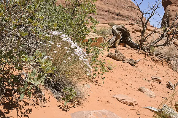 508274 - Utah fleabane (Erigeron utahensis), Arches National Park, Utah, USA