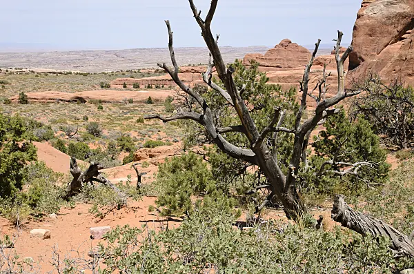 508276 - Utah juniper (Juniperus osteosperma) and pinyon pine (Pinus edulis), Arches National Park, Utah, USA