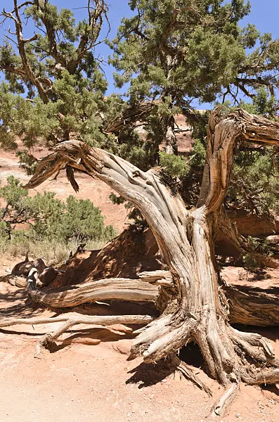 508272 - Utah juniper (Juniperus osteosperma), Arches National Park, Utah, USA