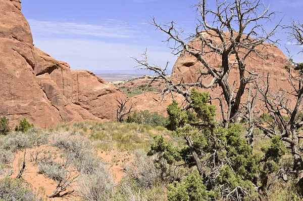 508279 - Utah juniper (Juniperus osteosperma), Arches National Park, Utah, USA