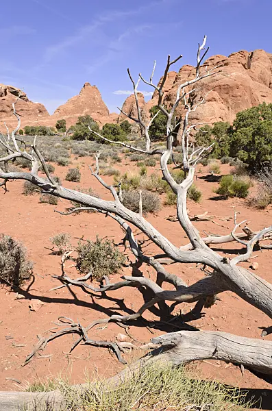 508283 - Utah juniper (Juniperus osteosperma), Arches National Park, Utah, USA