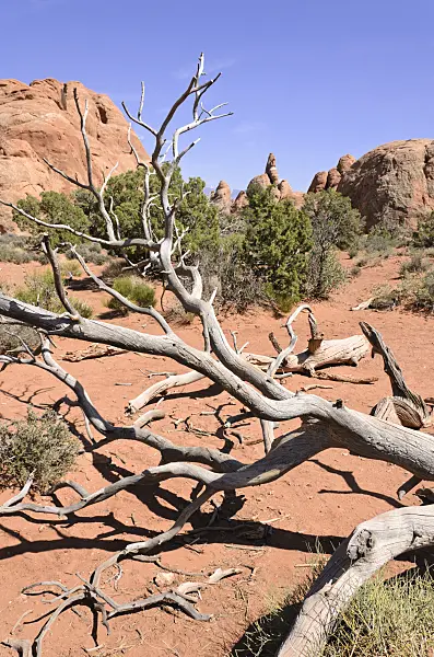508284 - Utah juniper (Juniperus osteosperma), Arches National Park, Utah, USA