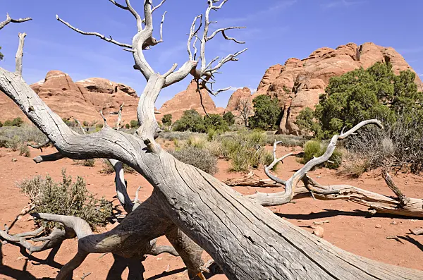 508285 - Utah juniper (Juniperus osteosperma), Arches National Park, Utah, USA