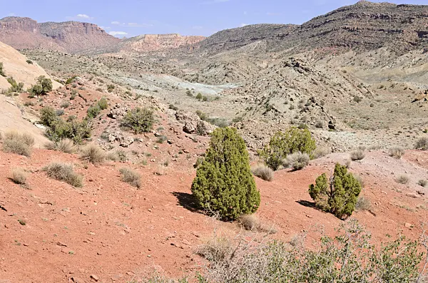 508287 - Utah juniper (Juniperus osteosperma), Arches National Park, Utah, USA