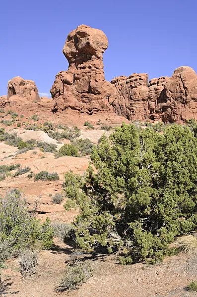 508289 - Utah juniper (Juniperus osteosperma), Arches National Park, Utah, USA