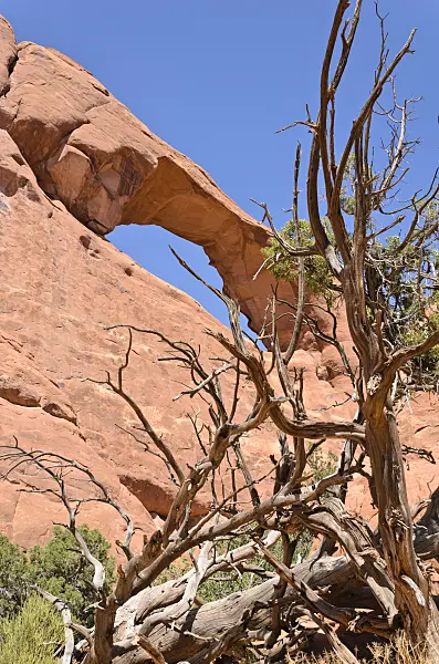 508280 - Utah juniper (Juniperus osteosperma) at Skyline Arch, Arches National Park, Utah, USA