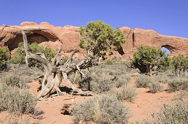 508290 - Utah juniper (Juniperus osteosperma) at South Window, Arches National Park, Utah, USA