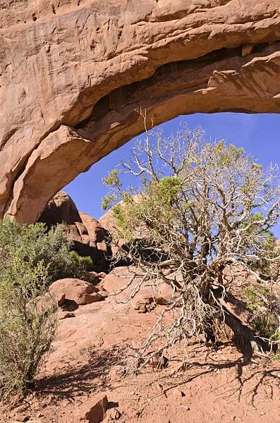 508291 - Utah juniper (Juniperus osteosperma) at South Window, Arches National Park, Utah, USA