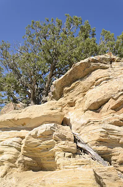 508258 - Utah juniper (Juniperus osteosperma), Utah, USA