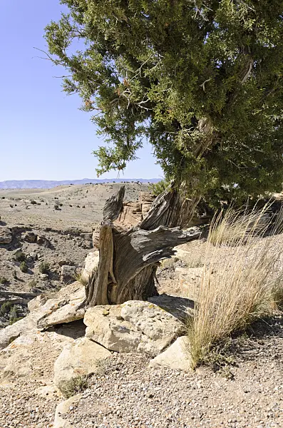 508259 - Utah juniper (Juniperus osteosperma), Utah, USA