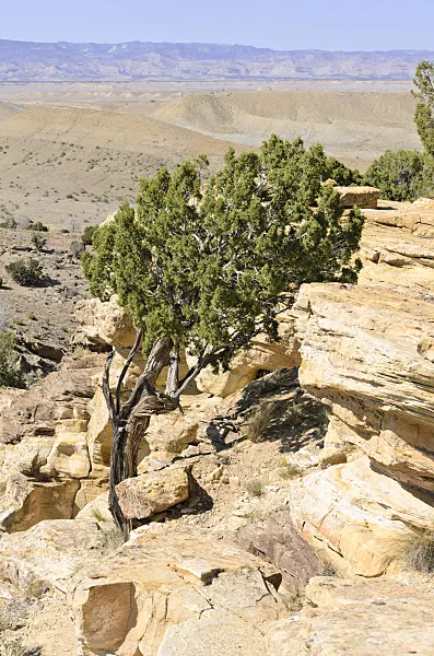 508260 - Utah juniper (Juniperus osteosperma), Utah, USA
