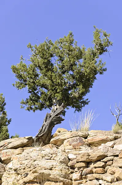 508261 - Utah juniper (Juniperus osteosperma), Utah, USA