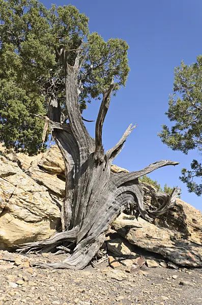 508262 - Utah juniper (Juniperus osteosperma), Utah, USA
